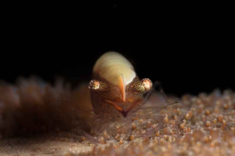 rounded sea star shrimp periclimenes soror01 5