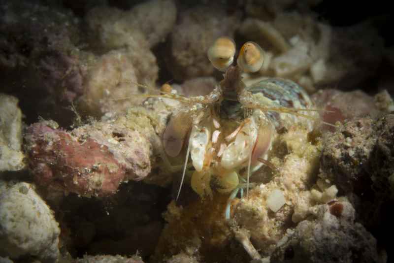 short beak mantis odontodactylus breviostris