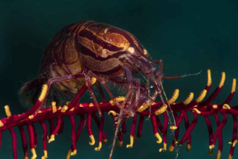 striped snapping shrimp synalpheus striatus