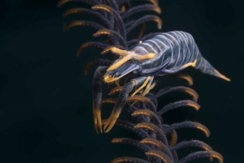 tiger crinoid shrimp laomenes tigris 2