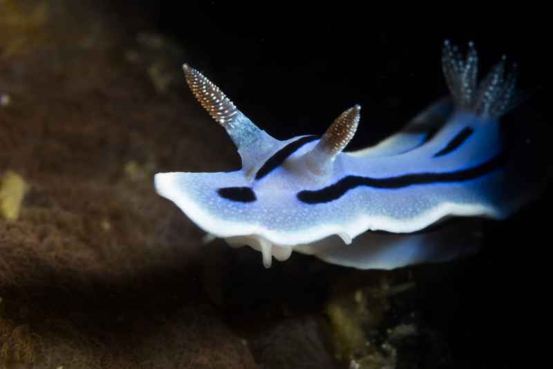 willans chromodoris chromodoris willani 4