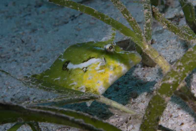 bristle tail file fish acreichthys tomentosus