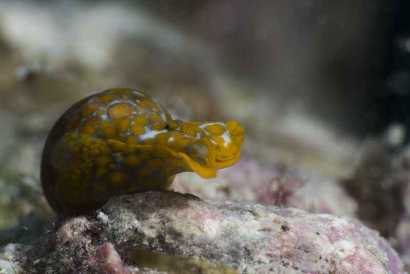 headshield slugs lamprohaminoea evelinea