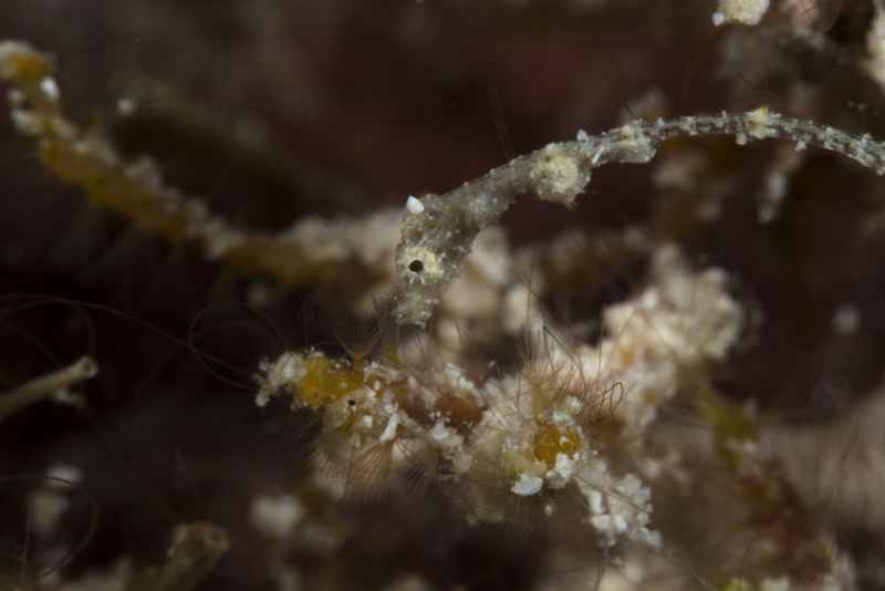 lembeh sea dragon kyonemichthys rumengani03 2