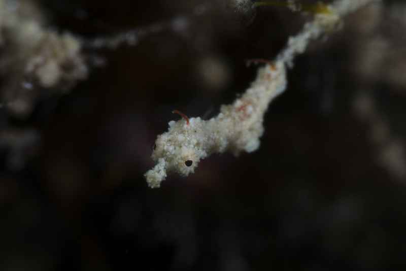 lembeh sea dragon kyonemichthys rumengani04