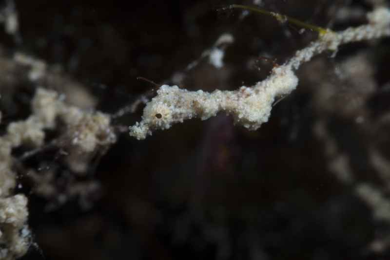 lembeh sea dragon kyonemichthys rumengani05