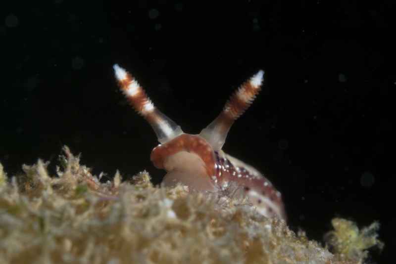 spotted hypselodoris hypselodoris maculosa