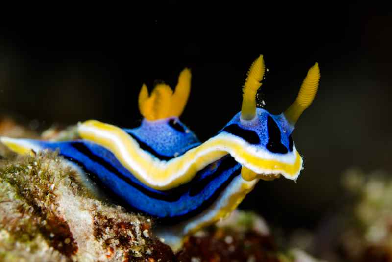 annas chromodoris chromodoris annae