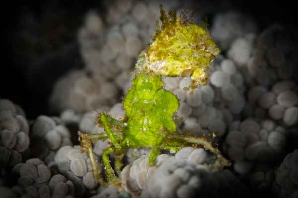 arrowhead crab huenia heraldica