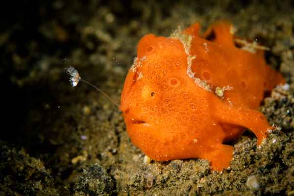 baby painted frogfish antennarius pictus01