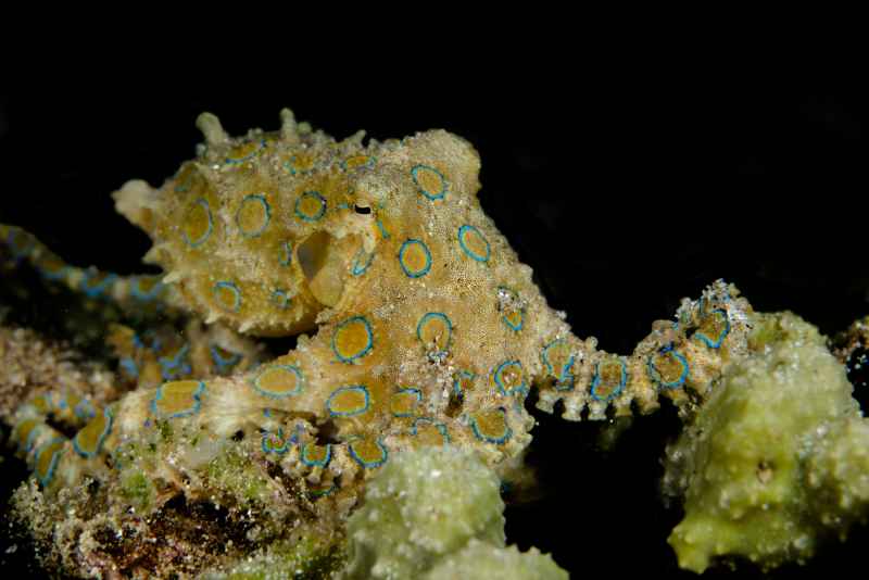 greater blue ringed octopus hapalochlaena lunulata01