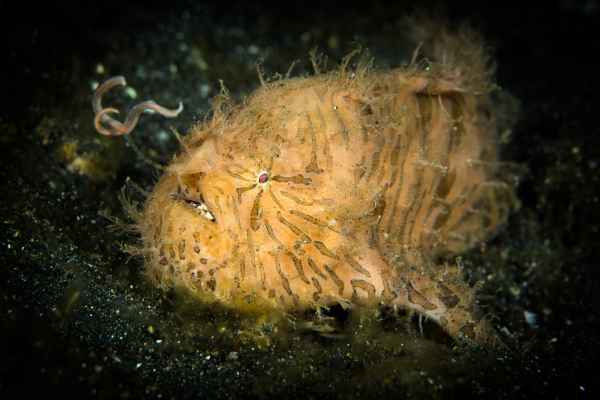 hairy frogfish antenarius striatus01