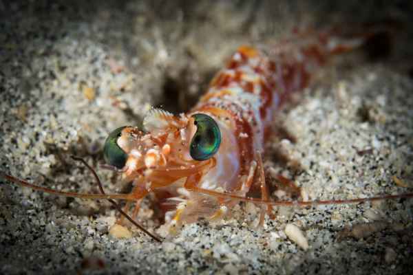 humpback prawn metapenaeopsis lamellata