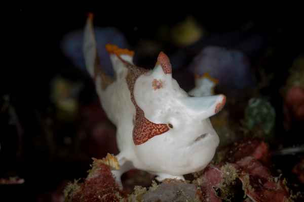 juvenile warty frogfish antennarius maculatus