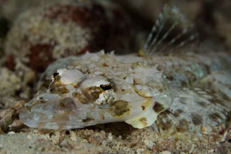 large scale flathead onigocia oligolepis