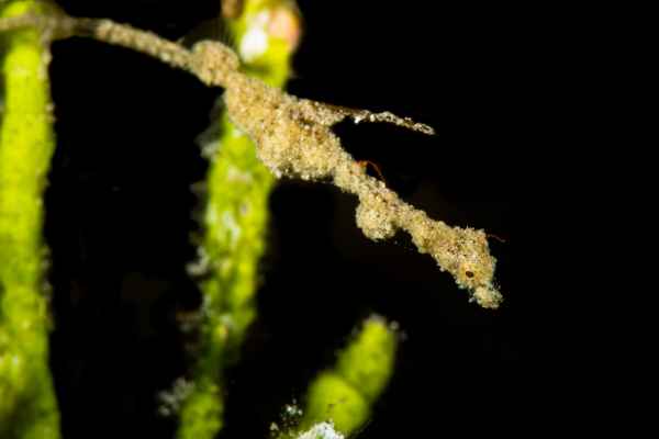 lembeh sea dragon kyonemichthys rumengani02