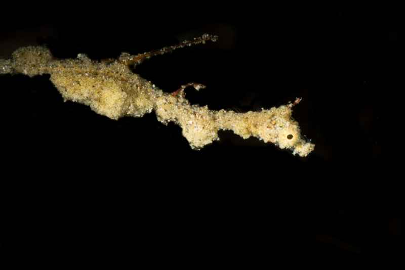 lembeh sea dragon kyonemichthys rumengani03