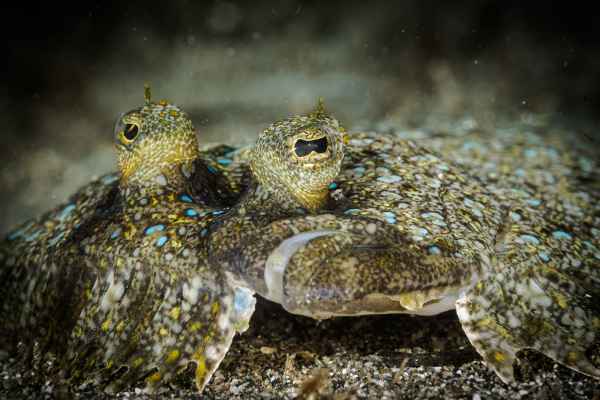 leopard flounder bothus pantherinus