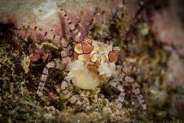 mosaic boxer crab lybia tesselata01