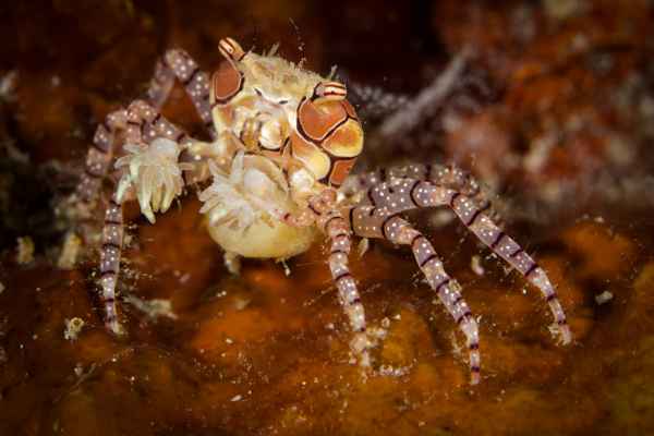 mosaic boxer crab lybia tesselata02 2