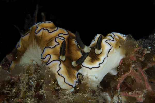 nudibranch doriprismatica sibogae