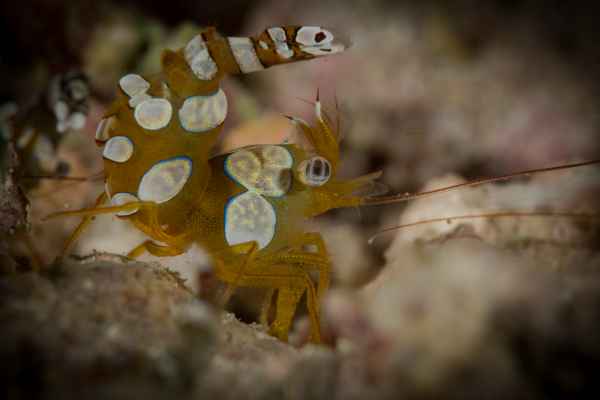 squat anemone shrimp thor amboinensis02