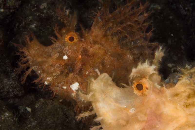 weedy scorpionfish rhinopias frondosa03