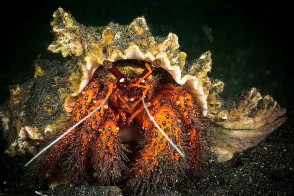 withe spotted hermit crab dardanus megistos