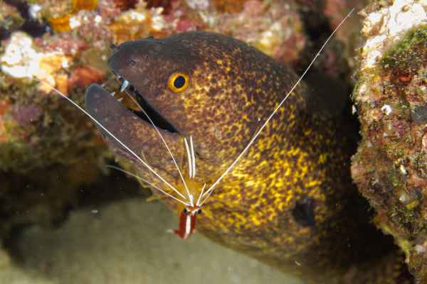 yellowmargin moray gymnothorax flavimarginatus