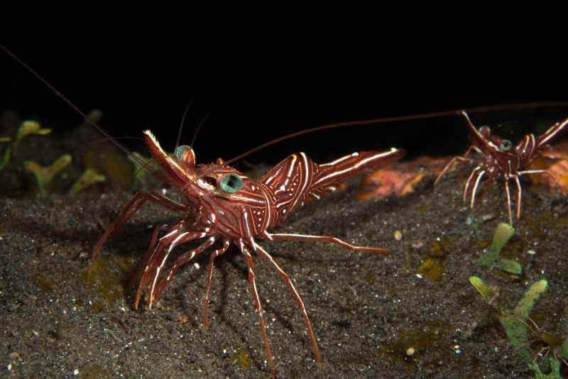 dancing shrimp rhynchocinetes durbanensis01