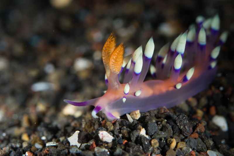 desirable flabellina coryphellina exoptata