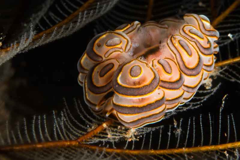 donut nudibranch doto greenamyeri01