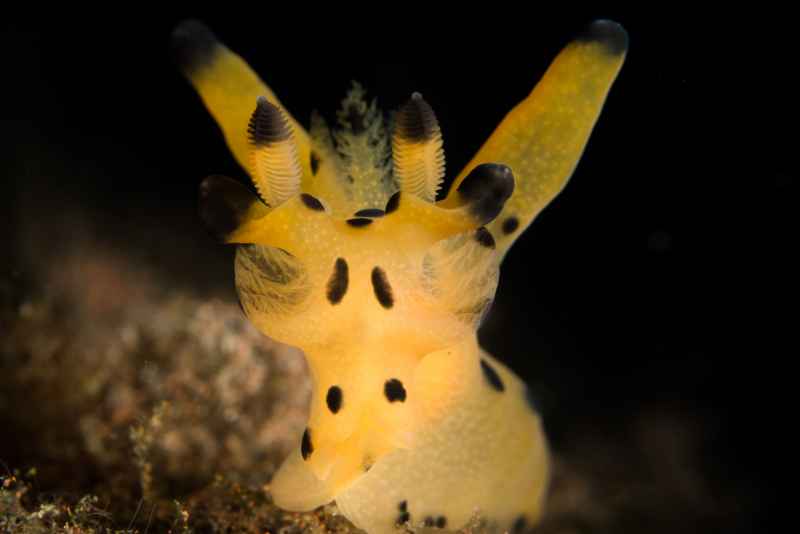 dorid nudibranch thecacera sp