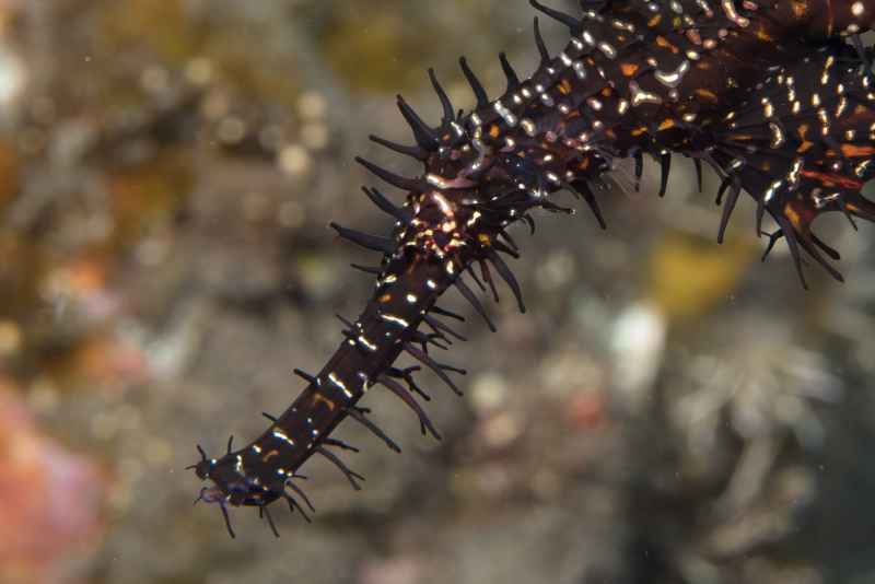 harlequin ghost pipefish solenostomus paradoxus02