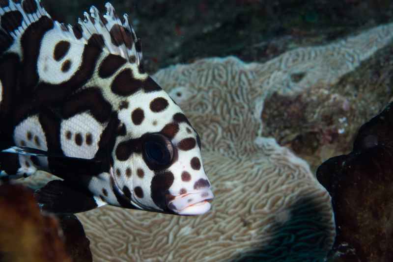 juvenile harlequin sweetlips plectorhinchus chaetodonoides