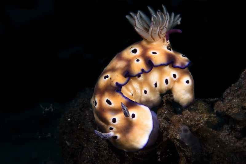 leopard goniobranchus nudibranch goniobranchus leopardus