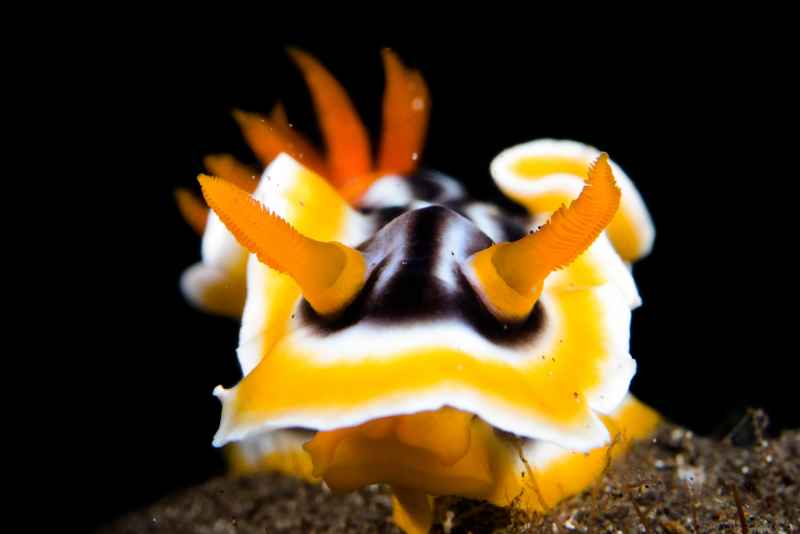 magnificent chromodoris chromodoris magnifica