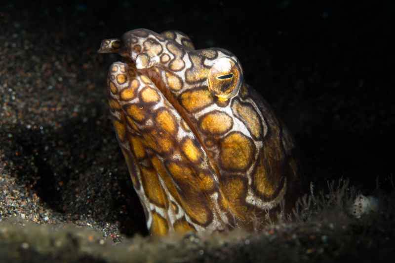 napoleon snake eel ophichthus bonaparti