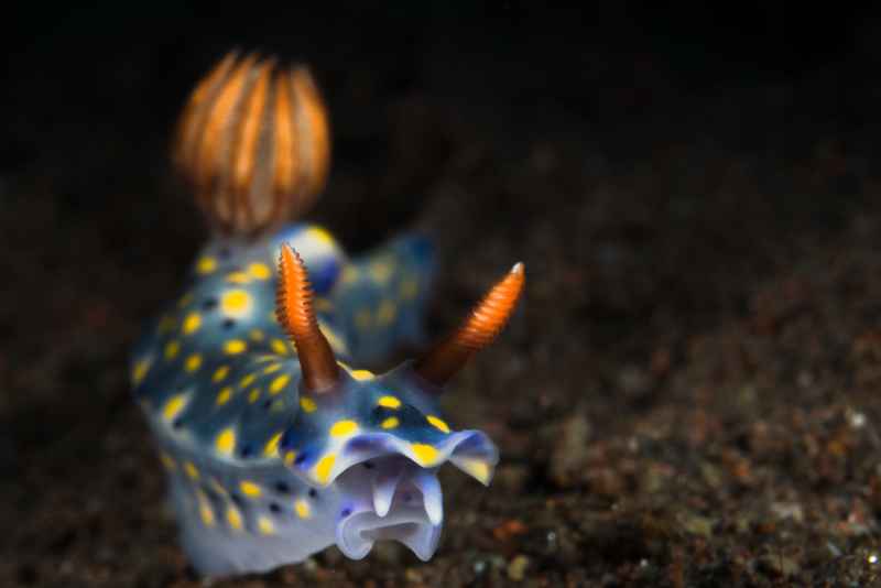 nudibranch hypselodoris confetti01