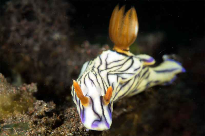 nudibranch hypselodoris zephyra