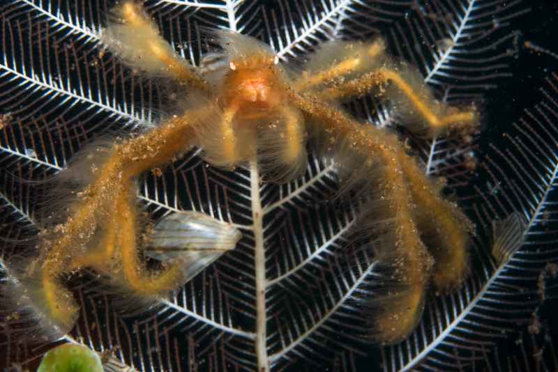 orangutang crab achaeus japonicus