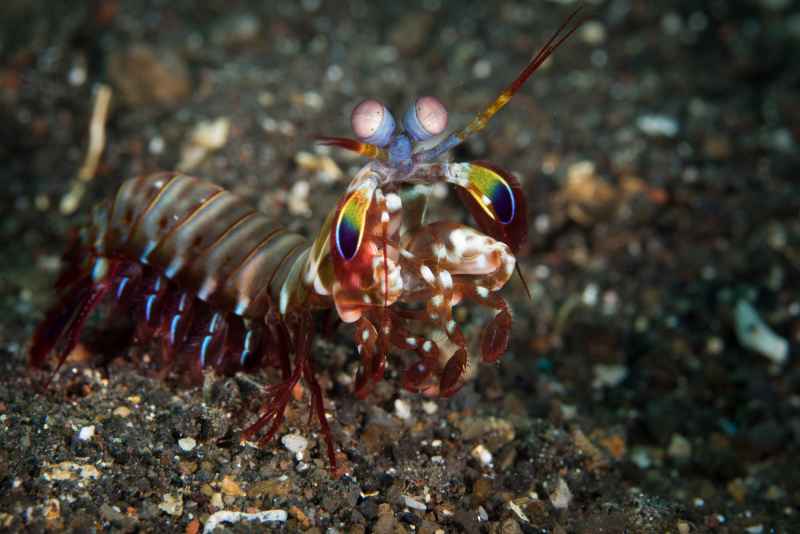 peacock mantis odontodactylus scyllarus01