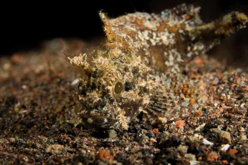 raggy scorpionfish scorpaenopsis venosa