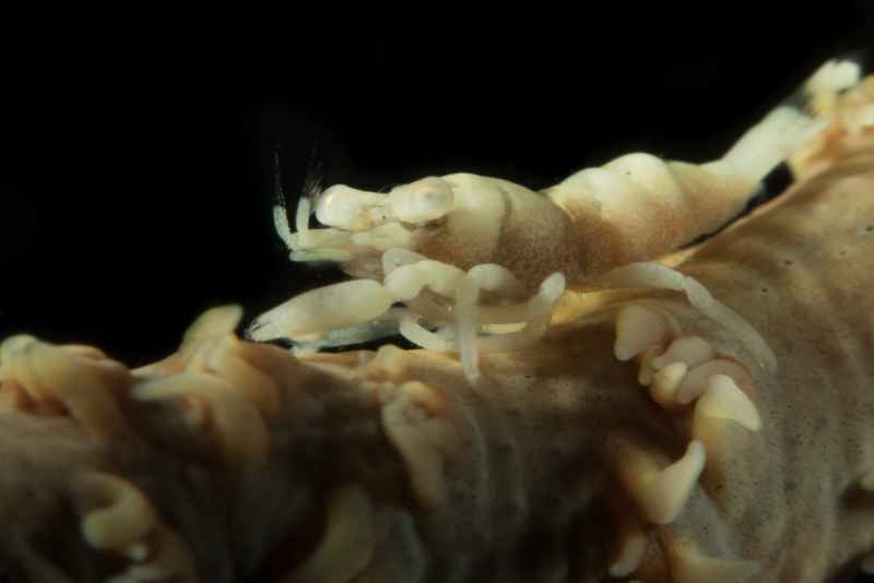 ankers whip coral shrimp pontonides ankeri03