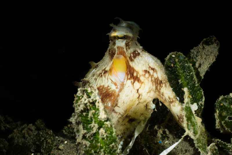 coconut octopus amphioctopus marginatus02 2