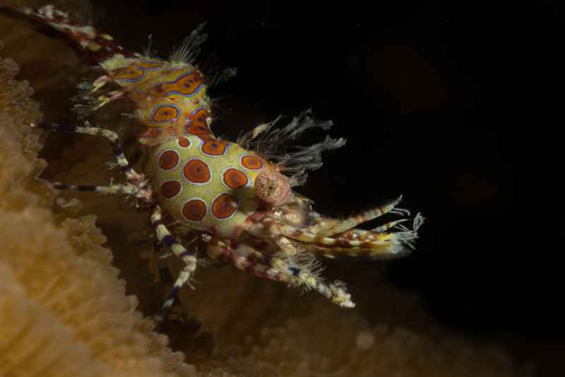 coral marbled shrimp saron neglectus01