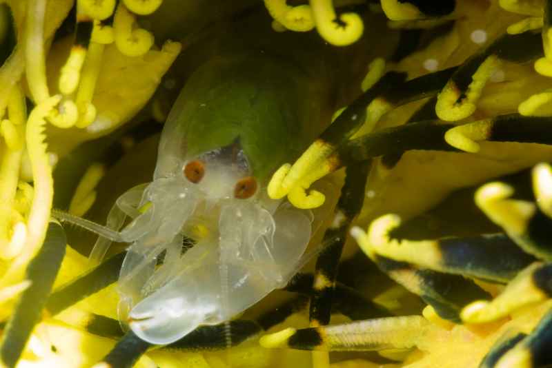 demans snapping shrimp synalpheus demani