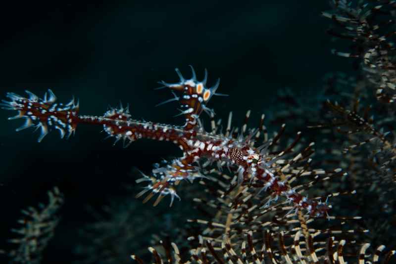 harlequin ghost pipefish solenostomus paradoxus