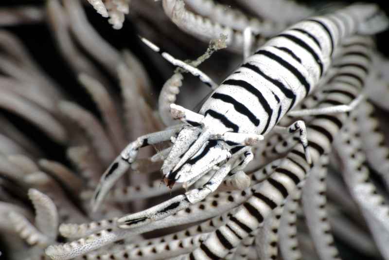 leopard crinoid shrimp laomenes pardus01