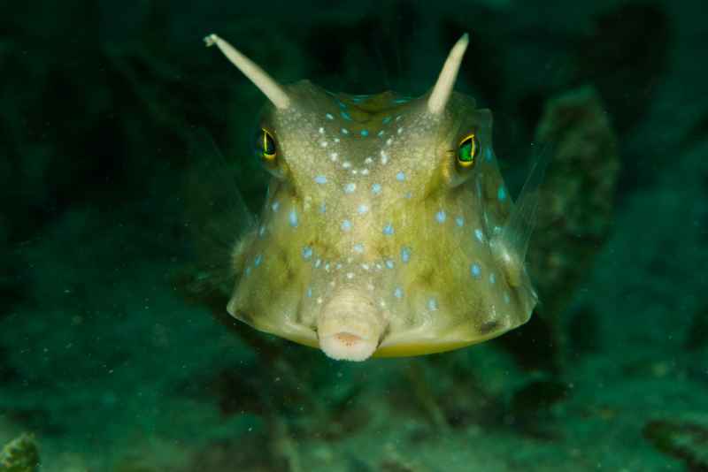 longhorn cowfish lactoria cornuta